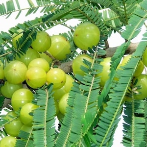 May include: Close-up of a branch of a green amla tree with many green amla fruits. The fruits are round and have a smooth surface. The leaves are long and narrow, with a serrated edge.