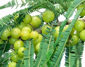 Phyllanthus Emblica Tree 15 Seeds, Indian Gooseberry, Edible Amla Fruit, Emblic Myrobalan