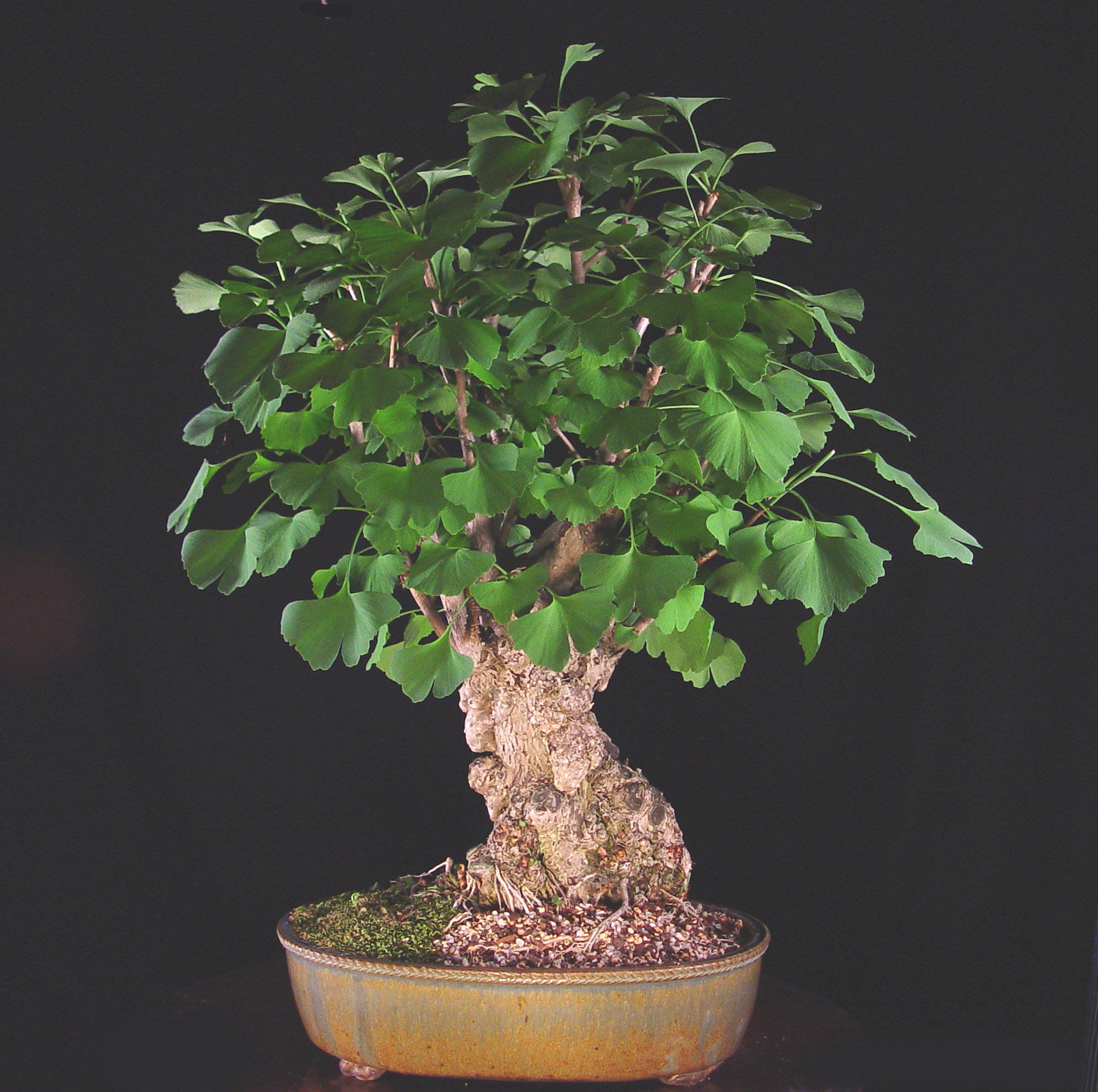 shop bonsai Bonsai Trees | Lexington, KY