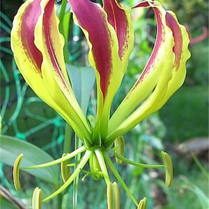 Monstera Gloriosa - Etsy