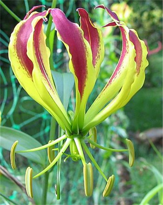 Gloriosa Carsonii Glory Vine 8 Seeds, Climbing Flame Lily, Bulb Type  Flowering Garden Plants - Etsy