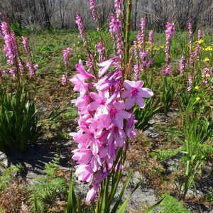 Watsonia Borbonica pink 15 Seeds, Cape Bugle Bulb, Lily Garden Plants image 2