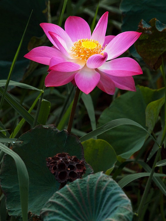 Nymphaea nouchali 15-2000 graines blue water lily USA Aquatic Star Lotus