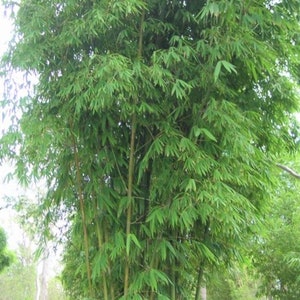 May include: A clump of green bamboo plants growing in a garden setting. The bamboo stalks are tall and slender, with lush green leaves.