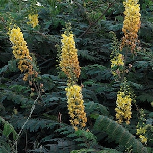 Caesalpinia Decapetala 10 Seeds, Biancaea Shrub Mysore Thorn Cat&#39;s Claw Hedge
