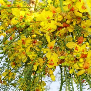 Jerusalem Thorn (Parkinsonia Aculeata) Tree Seeds - 20+ Tested Viable Seeds