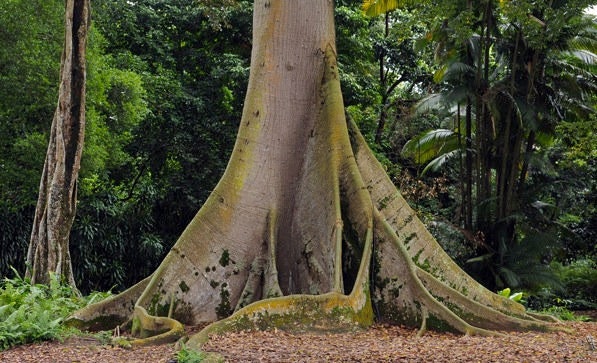 10 Semillas De Árbol Kapok (Ceiba Pentandra) - Árbol Tropical De Flores Y Algodón Sedoso, Para Bonsái