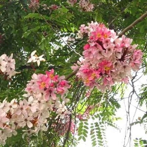 Cassia Javanica 20 Seeds, Pink and White Shower Flowering Tree, Fragrant Landscape Garden