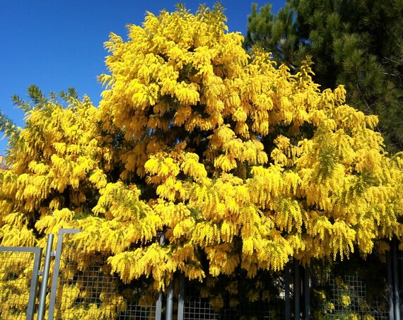 Acacia Dealbata Evergreen Tree or Shrub 20 Seeds, Fragrant Silver Wattle  Mimosa Plants - Etsy Israel