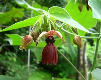 Abroma Augusta, Devil's Cotton 10 Seeds, Sm Evergreen Tree Garden Flowers