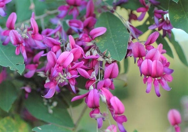 Lespedeza Bicolor 50 Seeds Hardy Bush Clover Shrub Garden