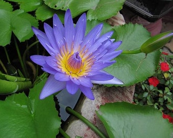 Nymphaea Nouchali 15 Seeds, Perennial Blue Water Lily, Edible Fragrant Aquatic Star Lotus