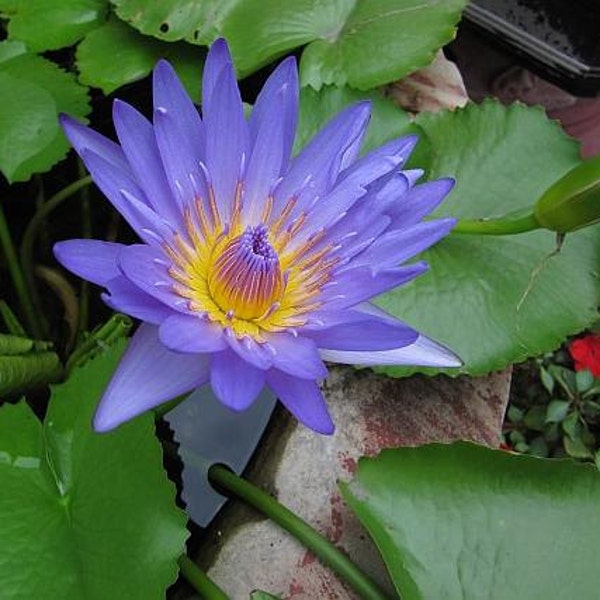 Nymphaea Nouchali 15 Seeds, Perennial Blue Water Lily, Edible Fragrant Aquatic Star Lotus