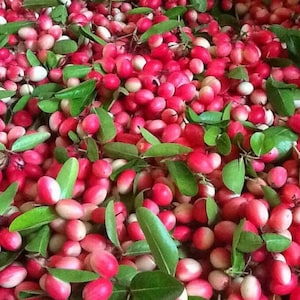 Carissa Carandas 15 Seeds, Edible Fruit Karonda Climbing Garden Shrub