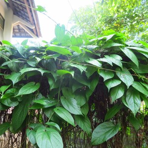 Aristolochia Tagala | Indian Birthwort | 10_seeds - Canada