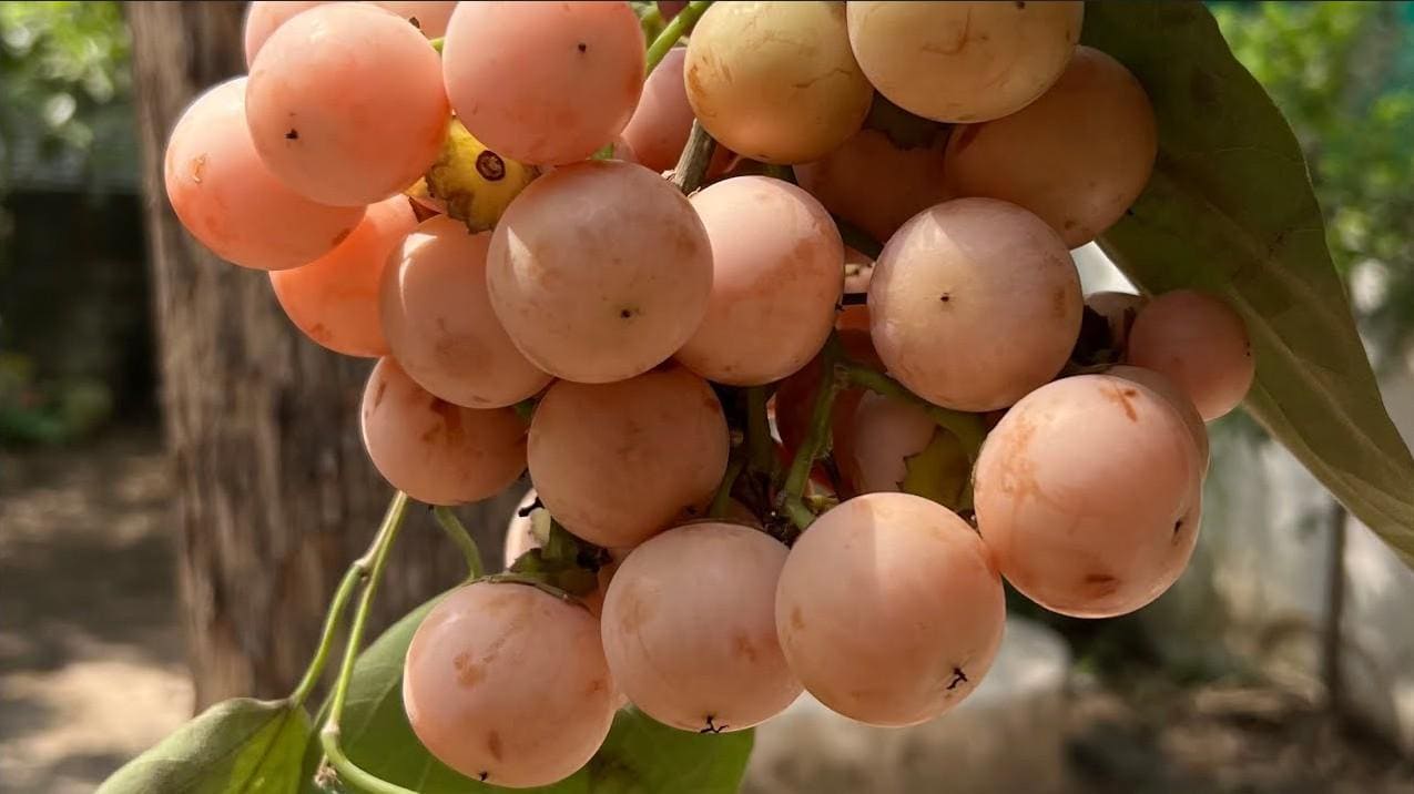Cordia Dichotoma 8 Stones / Seeds, Indian or Clammy Edible Cherry