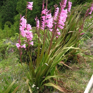 Watsonia Borbonica pink 15 Seeds, Cape Bugle Bulb, Lily Garden Plants image 3