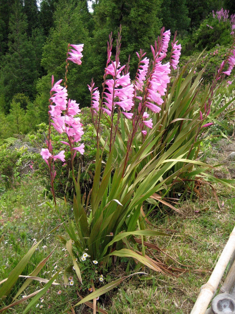 Watsonia Borbonica pink 15 Seeds, Cape Bugle Bulb, Lily Garden Plants image 3