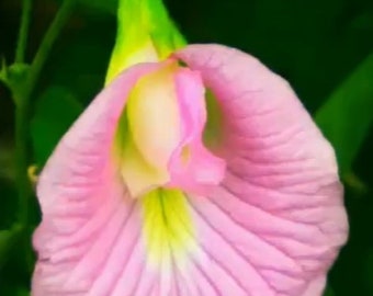 May include: A pink flower with a white center and green stem. The flower is in bloom and has a delicate, ruffled appearance.