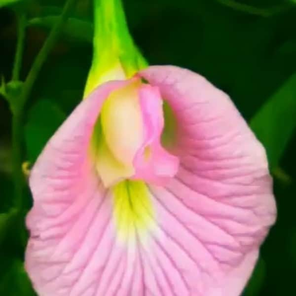 Clitoria Ternatea Pink/Purple 10 Seeds, Butterfly Pea Garden Vine, Asian Pigeonwings