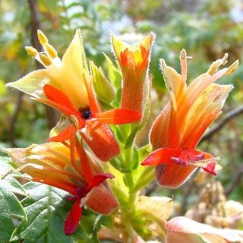 lespedeza商品です Shruby Lespedeza (Lespedeza Bicolor) 10 seeds
