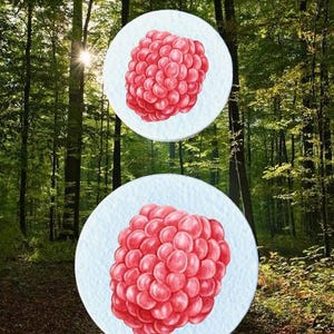 May include: Two illustrations of raspberries on white circles are set against a backdrop of a forest. The raspberries are a vibrant red colour, and the forest is filled with green trees and sunlight.