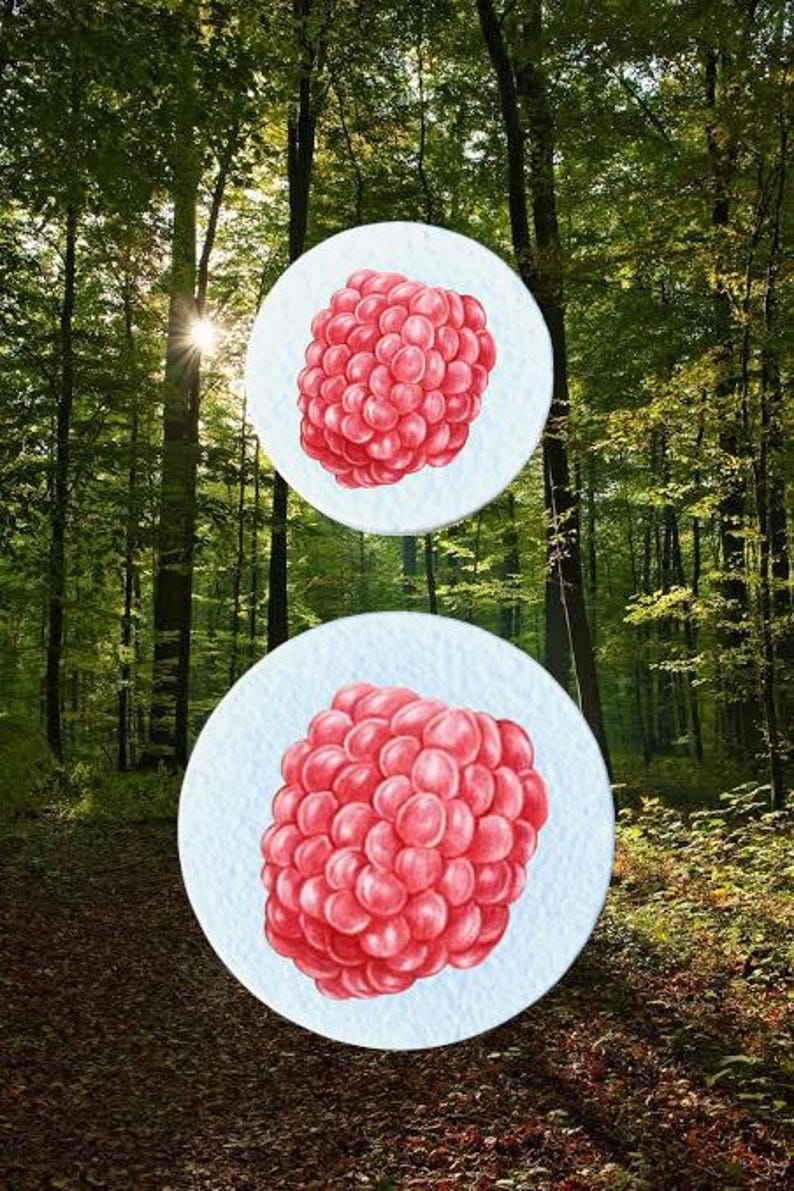 May include: Two illustrations of raspberries on white circles are set against a backdrop of a forest. The raspberries are a vibrant red colour, and the forest is filled with green trees and sunlight.