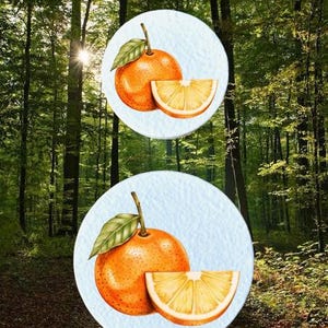 May include: Two illustrations of oranges with green leaves and a slice on a light blue background. The background is a forest scene with sunlight filtering through the trees. The oranges are orange.
