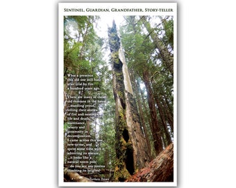 May include: A close-up of a tall, weathered tree trunk in a forest. The tree is covered in moss and has a large hole in the side. The text "What a presence this old one still has after trial by fire a hundred years ago." is written on the image.