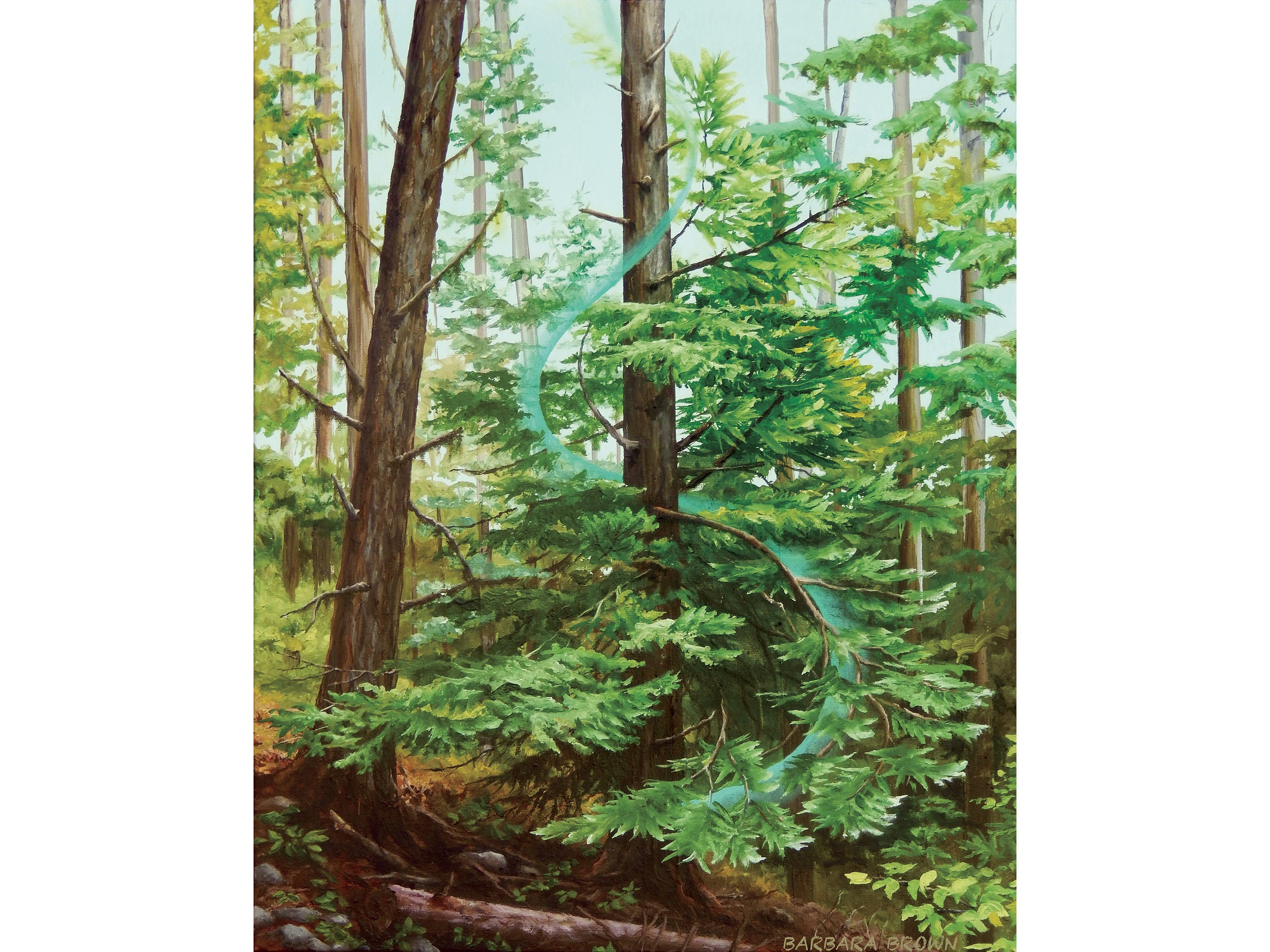 Grand Fir Tree Spiraling | Print of Original Oil Painting—Archival Quality Giclée | Canadian Artist | British Columbia Forest Art | Mystical
