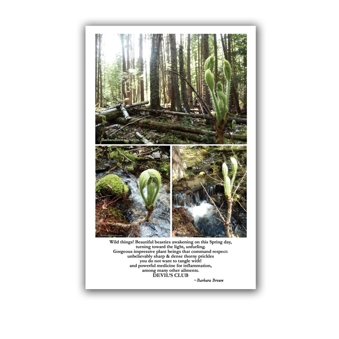 Forest Fighter – Interlink Publishing