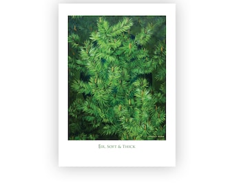 May include: A close-up image of a lush green pine tree with soft, thick needles. The image is titled "Fir. Soft & Thick".