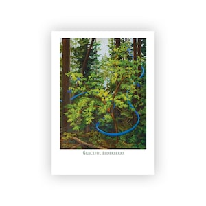 Carte gracieuse de sureau | Impression de qualité archive de la peinture à l'huile originale sur une carte vierge de 7 x 5 po avec inscription de l'artiste au dos | Enveloppe