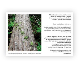 Beauty & Bedstraw Poetry Postcard | 5.5"x8.5" with a photo and poem on front, and an invitation to a free Forest Meditation video on back