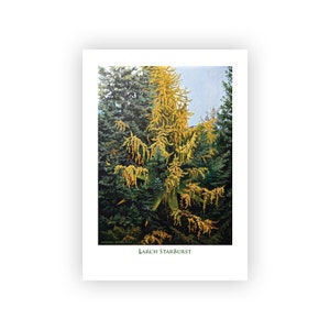 Tarjeta Larch StarBurst / Impresión de calidad de archivo de pintura al óleo original en tarjeta artística en blanco de 18 x 12,7 cm con descripción del artista en el reverso / con sobre