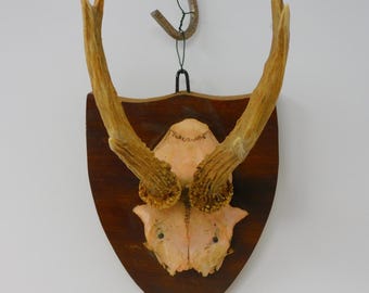 Vintage Deer Antlers on Dark Wood Plaque – Rustic Cabin Lodge Decor (9.5" x 4")