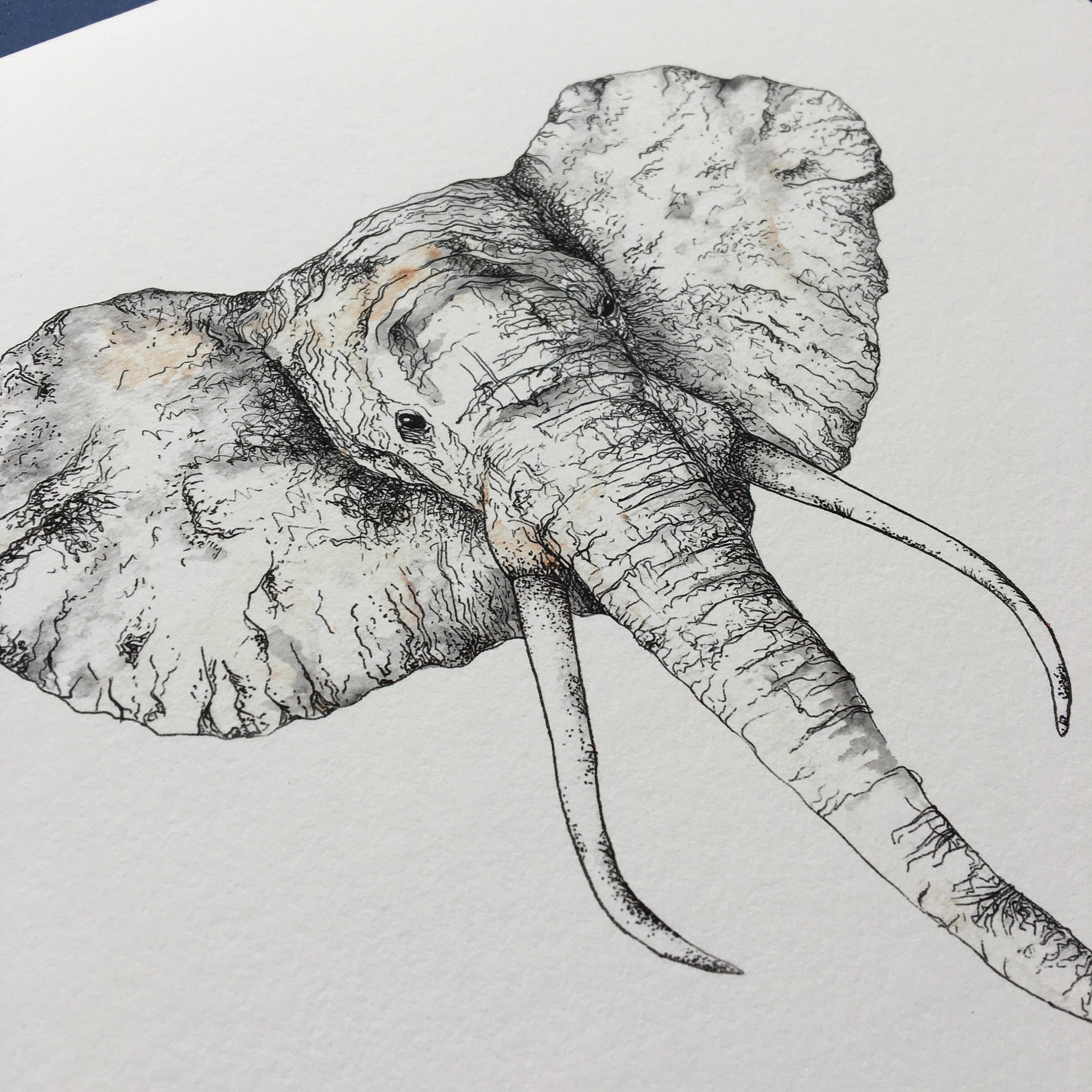 Elephant Print Elephant Illustration Giclee Print Elephant | Etsy