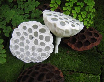 Porcelain Lotus
