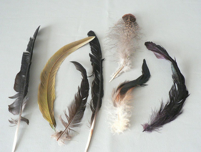 Feathers Turkey Pheasant Gull Avian Feathers Etsy