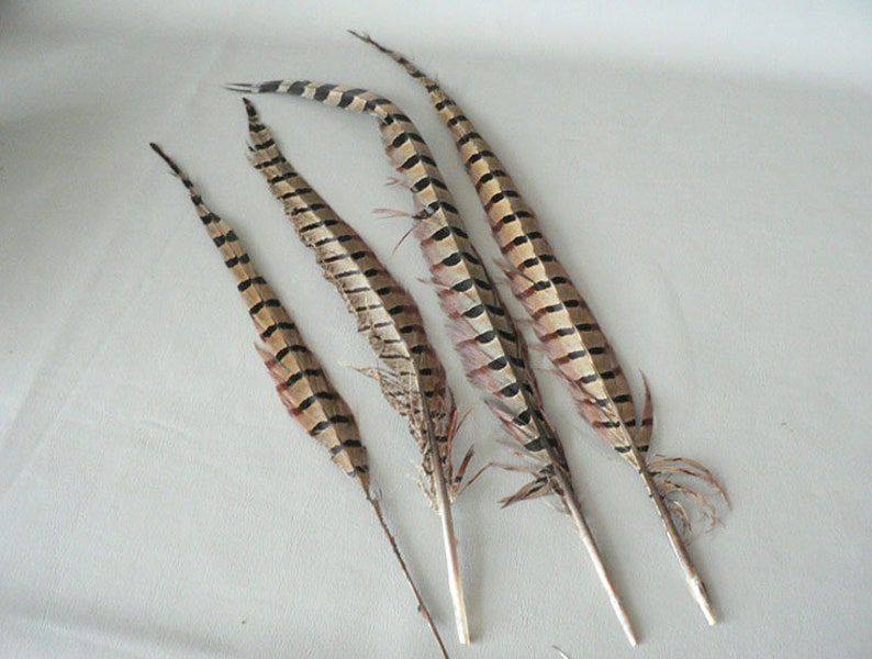 Feathers Turkey Pheasant Gull Avian Feathers Etsy