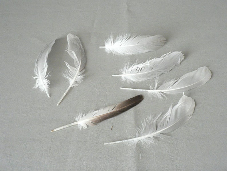 Feathers Turkey Pheasant Gull Avian Feathers Etsy