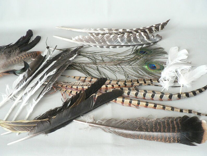 Feathers Turkey Pheasant Gull Avian Feathers Etsy