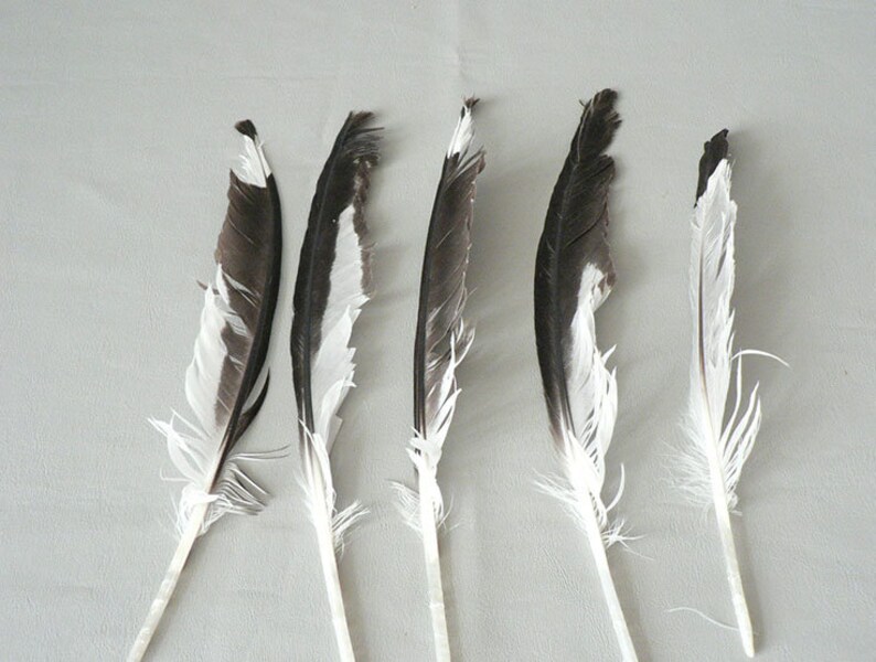 Feathers Turkey Pheasant Gull Avian Feathers Etsy