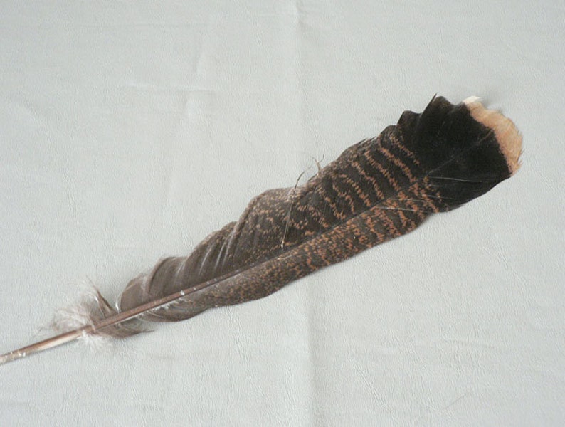Feathers Turkey Pheasant Gull Avian Feathers Etsy