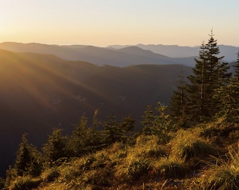 Sun Rays Photo, Sunset Mountain View, Mount Rainier National Park, Washington Nature Photography, Evergreen Trees Landscape, Fine Art Print