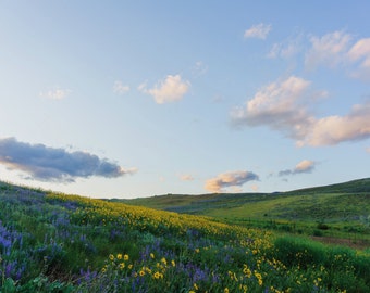 Spring Wildflower Photography, Winthrop Farm Field, Rustic Country Landscape, Rolling Hills Picture, Blue Skies Summer, Fine Art Photography