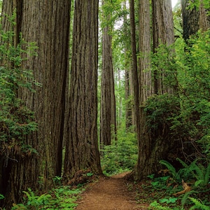 Forest Wall Art, Forest Landscape Photography, Tree Print, Redwoods Photography, Northern California Picture, Redwood Tree Photo, Pacific