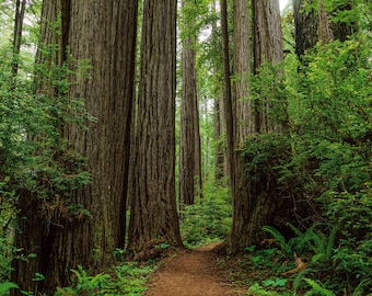 Forest Wall Art, Forest Landscape Photography, Tree Print, Redwoods Photography, Northern California Picture, Redwood Tree Photo, Pacific