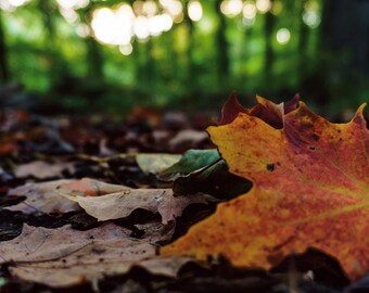 Fall Nature Photography, Forest Macro Photo, Orange Leaves, Fine Art Landscape Photography, Leaves Turning Color, Changing Season Print,Tree
