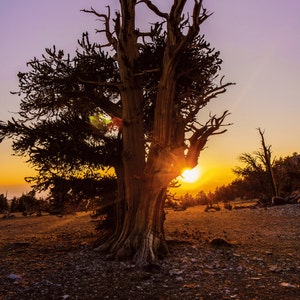California Nature Landscape, Bristlecone Pine, Lone Tree Photo, Pink Sunrise Color, Sun Rays Photography, Fine Art Landscape Photography